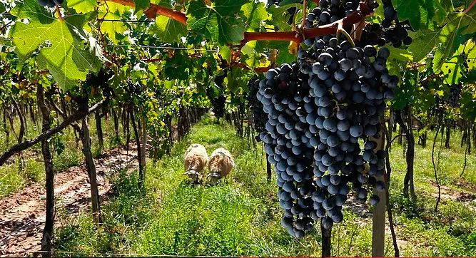 Vinos-organicos